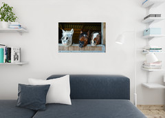 Happy Horse Faces In Stable Animal Potraits on Farm Photo Art Print Poster 36×24