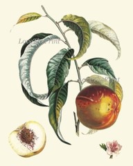 Fruit Botanical Wall Art Set 4 Prints Beautiful Vintage Antique Apple Unframed