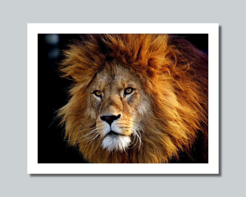 LION Photo Picture AFRICA SAVANNA KING 8×10 11×14 16×20 w/Framed Option (W8)