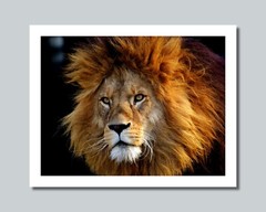 LION Photo Picture AFRICA SAVANNA KING 8×10 11×14 16×20 w/Framed Option (W8)