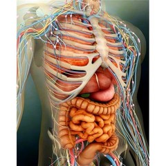 Perspective View of Human Body – Whole Organs & Bones Poster. Educational Poster