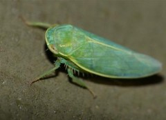 GREEN LEAFHOPPER GLOSSY POSTER PICTURE PHOTO PRINT insect cicadellidae 4422