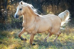 Tan Horse Running Girls Bedroom Decor Cute Animal Western Country Poster 12×18
