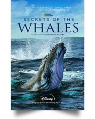 Secrets of the Whales Prints Art Wall Decor Home – POSTER 20×30