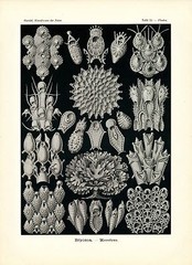 Kunstformen der Natur Ernst Haeckel Moss Animals Art Forms of Nature 4×6″-16×20″