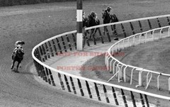 Triple Crown Horse Photo Poster: SECRETARIAT Poster 5 (20×30)