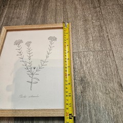 Pimelea Intermedia Framed Botanical Print Natural Wood Minimalist Wall Art 10×12