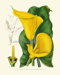 Calla lily Botanical Prints Wall Art Set of 2 Beautiful Antique Vintage Unframed