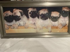 CUTE PUG GLOSSY POSTER PICTURE PHOTO BANNER PRINT cool dogs puppy funny fun