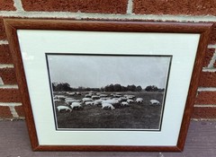 Framed Black & White Sheep Grazing Photograph Country Farmhouse Wall Art 16×13.5