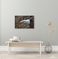 Bald Eagle Photography Print, Screaming Eagle