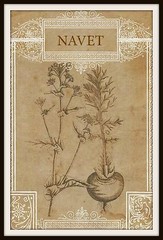 Turnip Botanical Drawing Print, French Navet Illustration Print 4 x 6″-16 x 24″