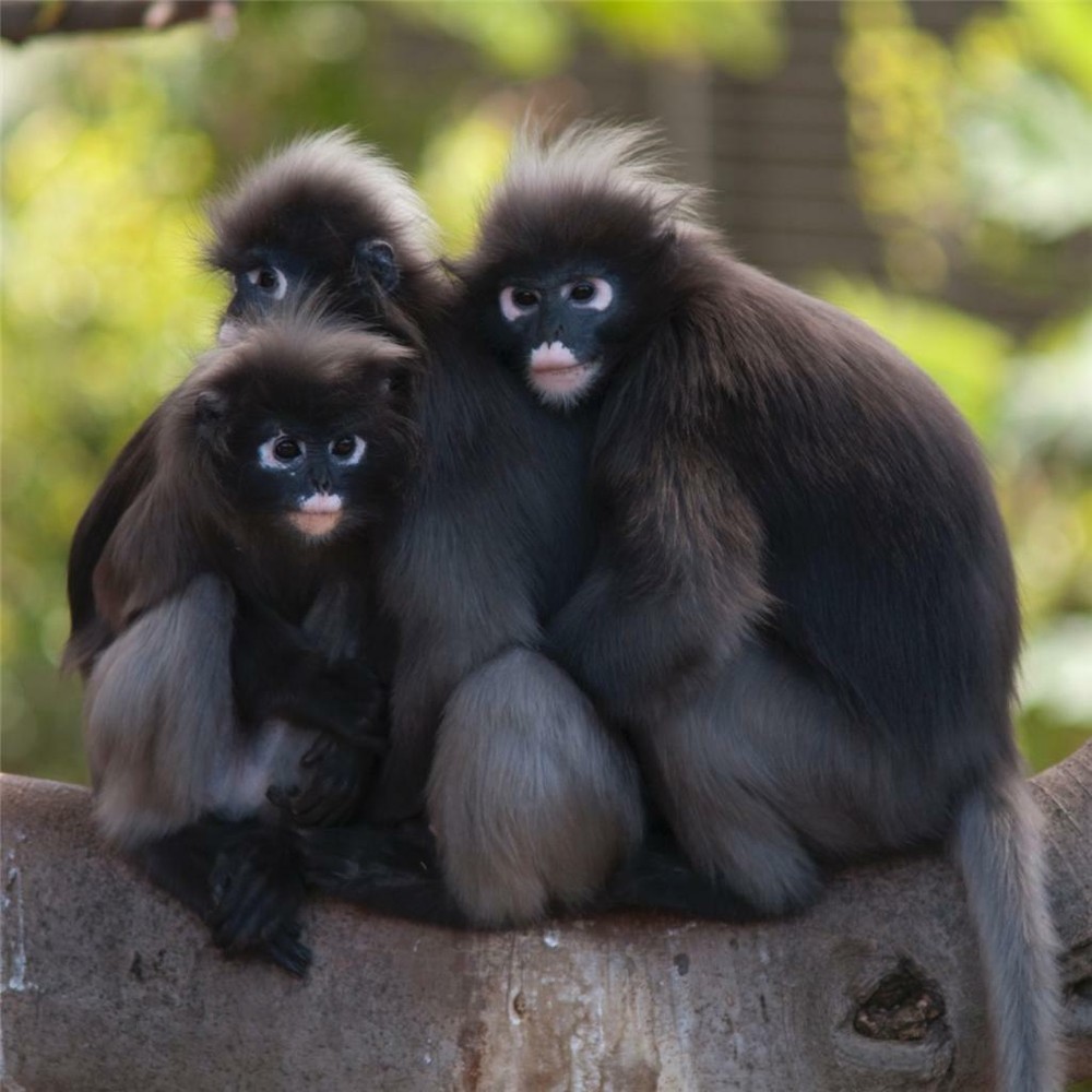 CUTE LITTLE MONKEYS GLOSSY POSTER PICTURE PHOTO baboon primate gorilla cool 1089