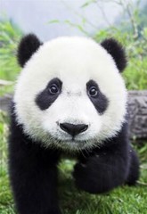 ADORABLE BABY PANDA GLOSSY POSTER PICTURE PHOTO china bear bamboo decor cute 415