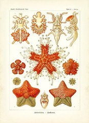 Starfish Scientific Illustration Ernst Haeckel Kunstformen der Natur 4×6″-16×20″