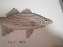 Vintage 1961 Tom Dolan Bass Fishing Framed Color Painting Picture Print (1)