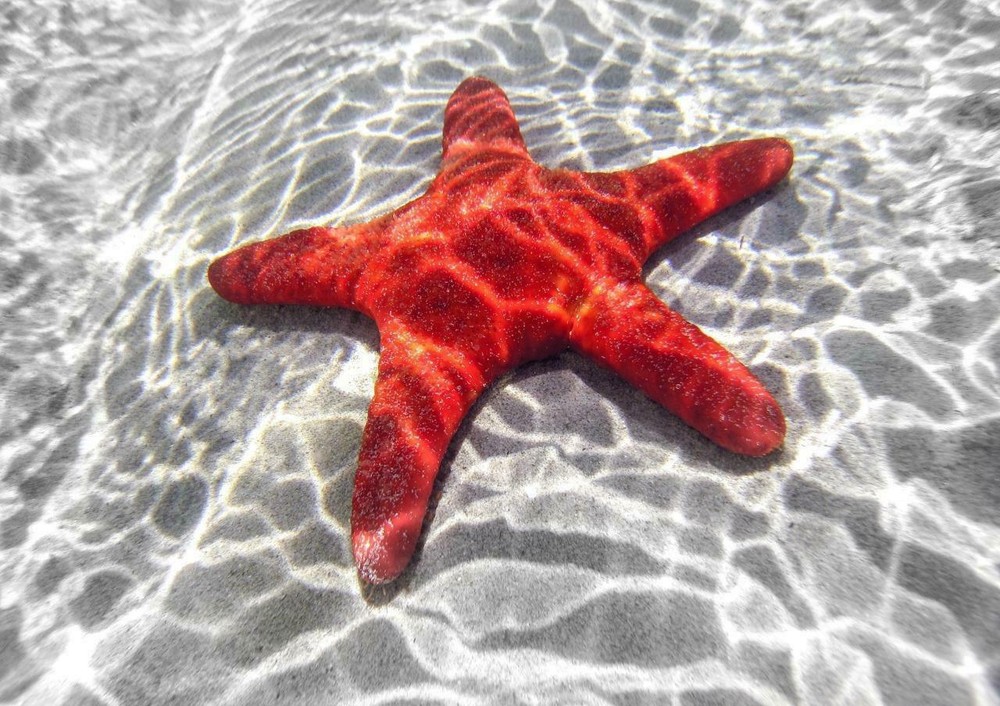 STARFISH GLOSSY POSTER PICTURE PHOTO PRINT BANNER sea five arms marine cool 4896
