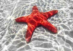STARFISH GLOSSY POSTER PICTURE PHOTO PRINT BANNER sea five arms marine cool 4896