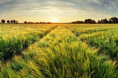 Springtime Rural Farm Landscape With Wheat Field At Sunset Print Poster 36×24