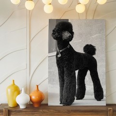 Elegant Black Standard Poodle Dog Canvas Wall Art Large Portrait Print Home