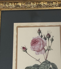 Wall Hanging Rose Print Matted Gold Frame 10×12 Glass Front New Display Unit