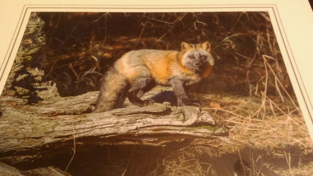 Fox Animal Photo Print 8×10 New Matted Wall Art HQ Gift Sealed