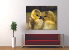 Loving Ducks Canvas Print Set – Ready To Hang Baby Duck Wall Art Duck Home Decor