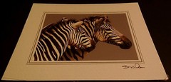 Zebra Pair Animal Photo Print 8×10 New Matted Wall Art HQ Gift Sealed