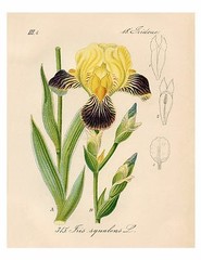 Yellow & Purple Iris 1871 Botanical Illustration Giclee Print, 4″ x 6″-16″ x 20″