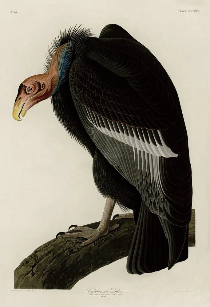 California Vulture, John James Audubon, Wall Decor Art Print Poster 14″ x11″