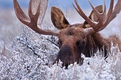 The Hidden Moose Bull Moose Hiding in Sagebrush Photo Art Print Poster 18×12