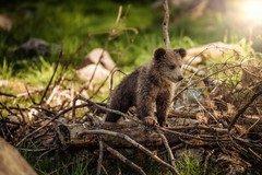 Bear Cub GLOSSY POSTER PICTURE PHOTO Animal Nature Wildlife Forrest Jungle Cute