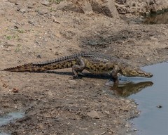 NILE CROCODILE AFRICA GLOSSY POSTER PICTURE PHOTO PRINT BANNER 10603