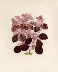 13415.Wall Decor Poster.Room Interior art design.Rare plant leaf.Teleinthera