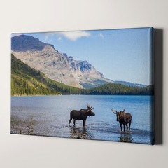 Moose in Montana Mountains Lakes Canvas Wall Art Print