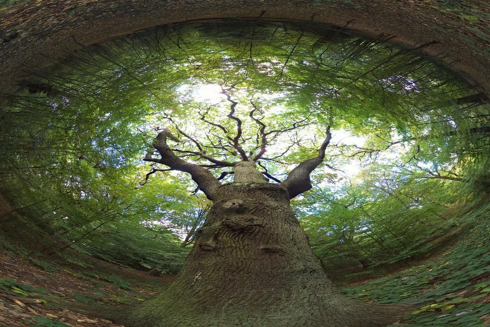 Tree of Life 360 Degree View Photo Art Print Poster 24×36 inch