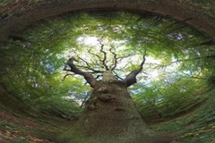 Tree of Life 360 Degree View Photo Art Print Poster 24×36 inch