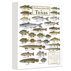Freshwater Game Fish of Texas Canvas 24×36 – Fishing Species Chart