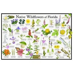 Native Wildflowers of Florida Flower Identification Poster / Flower ID Guide