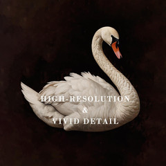 Vintage Wall Art Decor – Classical Dark Swan Canvas Art Prints – Nursery Wall De