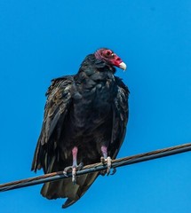 TURKEY VULTURE GLOSSY POSTER PICTURE PHOTO buzzards birds animals Wildlife