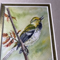 Watercolor Warbler Bird Painting – Cottage Nature Wildlife Wall Decor signed