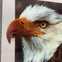 Brand New! Bald Eagle 3D Lenticular Poster 11.5″x15.5″ Wall Art Decor Pops out.