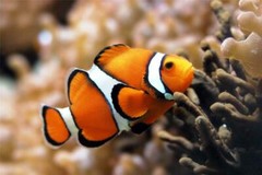 CLOWN FISH GLOSSY POSTER PICTURE PHOTO finding ocean nemo sea coral reef 1610