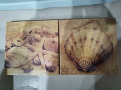 Greenbrier International Coastal Seashells Canvas Print Set Contemporary Art