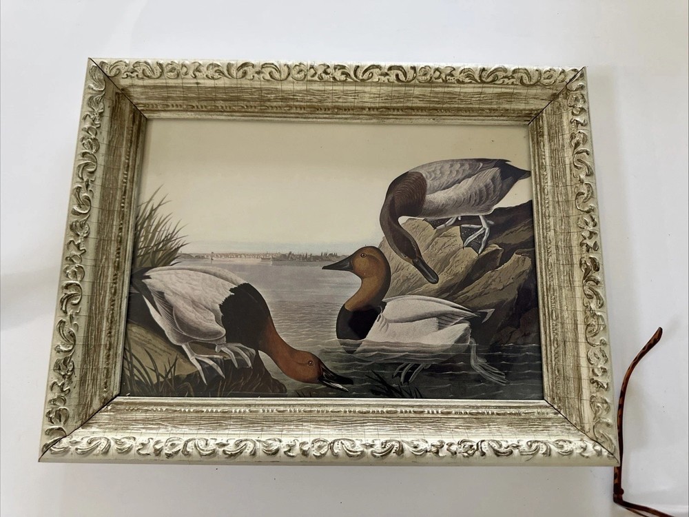 Audubon Framed Print Ducks John James Vintage frame 14×10