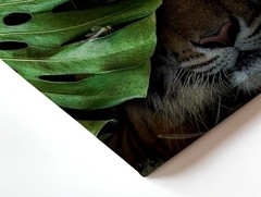 Canvas Tiger in Tropical Jungle Leaves Botanical Wildlife Living Room Print