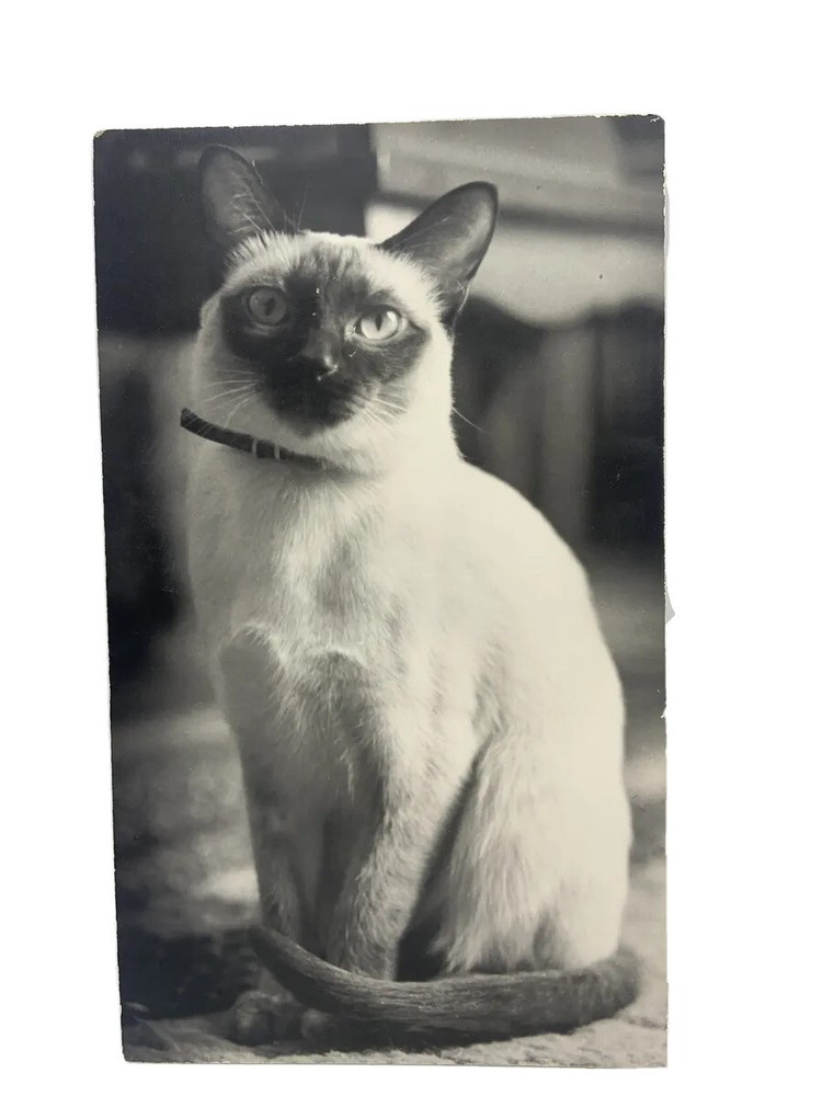 Vintage Siamese Cat B&W Photograph on Board Wall Art 8″ x 13.5″