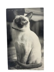 Vintage Siamese Cat B&W Photograph on Board Wall Art 8″ x 13.5″