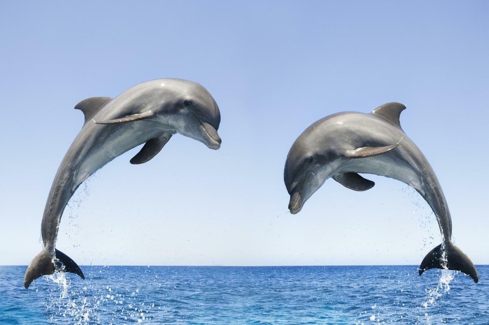 BOTTLENOSE DOLPHIN POSTER PICTURE PHOTO PRINT ocean blowhole sea water 4589